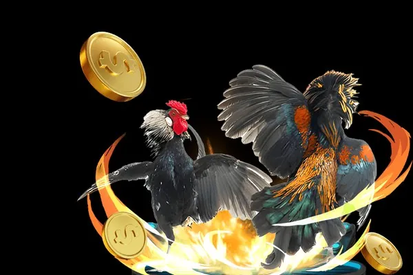 Gà chiến đang thi đấu tại GO88